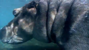 Supernatural: The Unseen Powers of Animals (1999)