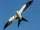 Swallow-tailed Kite