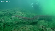 Swimming with Monsters (2013)