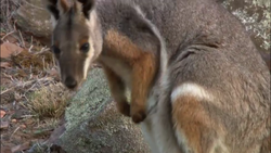 Black-flanked Rock Wallaby, NatureRules1 Wiki