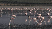 Wild Menu (2014)
