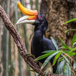 7 rhinohornbill1