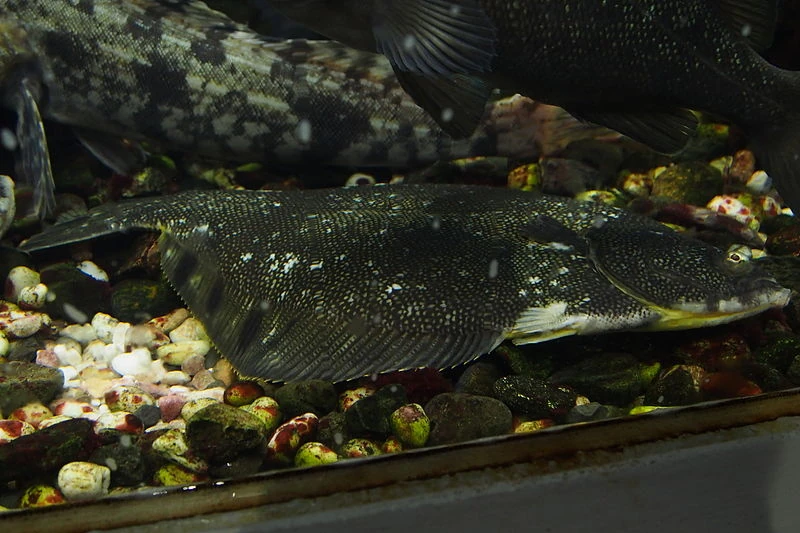 Barfin Flounder NatureRules1 Wiki Fandom