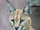 Caracal