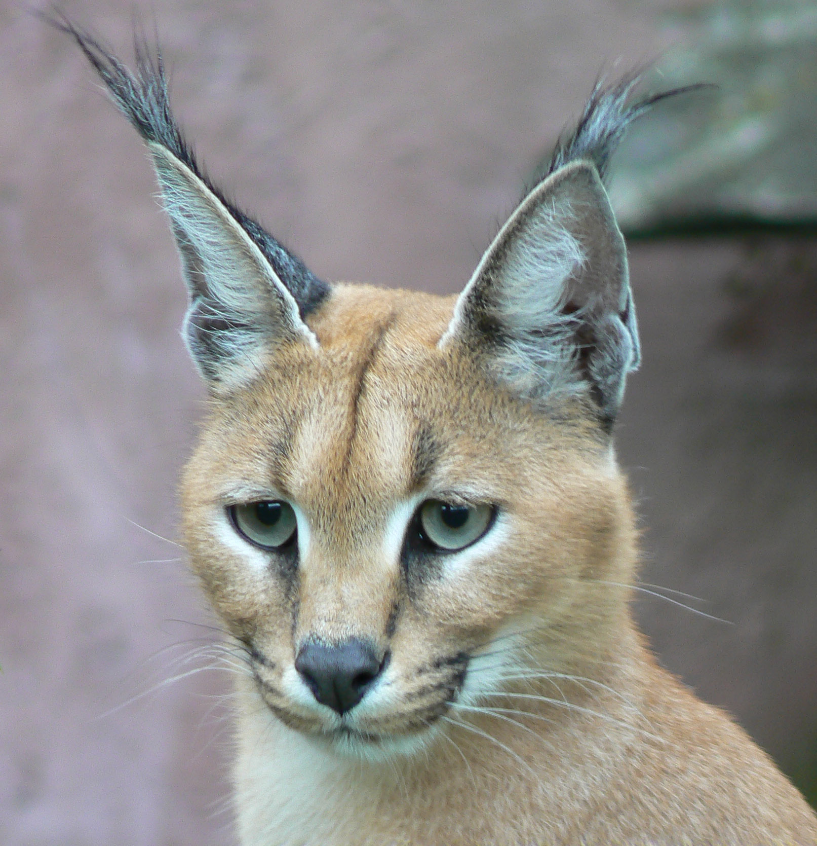 This is a baby caracal.  Cute cats and dogs, Baby caracal, Funny animals