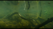 Colombia Wild Magic AKA Wild Colombia Revealed (2015)