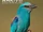 European Roller