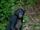 Bonobo