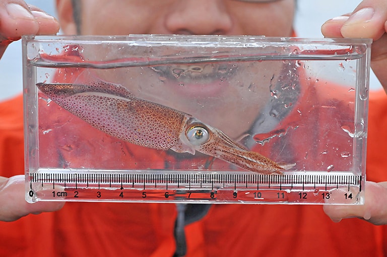 Japanese Squid | NatureRules1 Wiki | Fandom