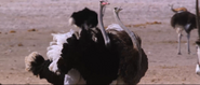 Namibia: The Spirit of Wilderness (2016)