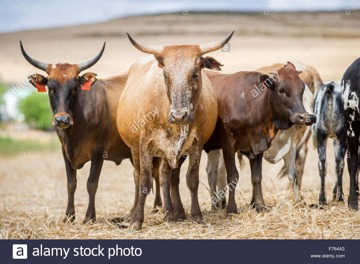 Ficheiro:R101 and cows.jpg – Wikipédia, a enciclopédia livre