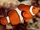 Ocellaris Clownfish