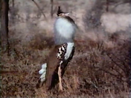 One Man's Kenya (1990)