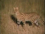 Animal Alphabet (1998)