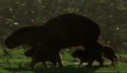 Stalking the Jaguar (2006)