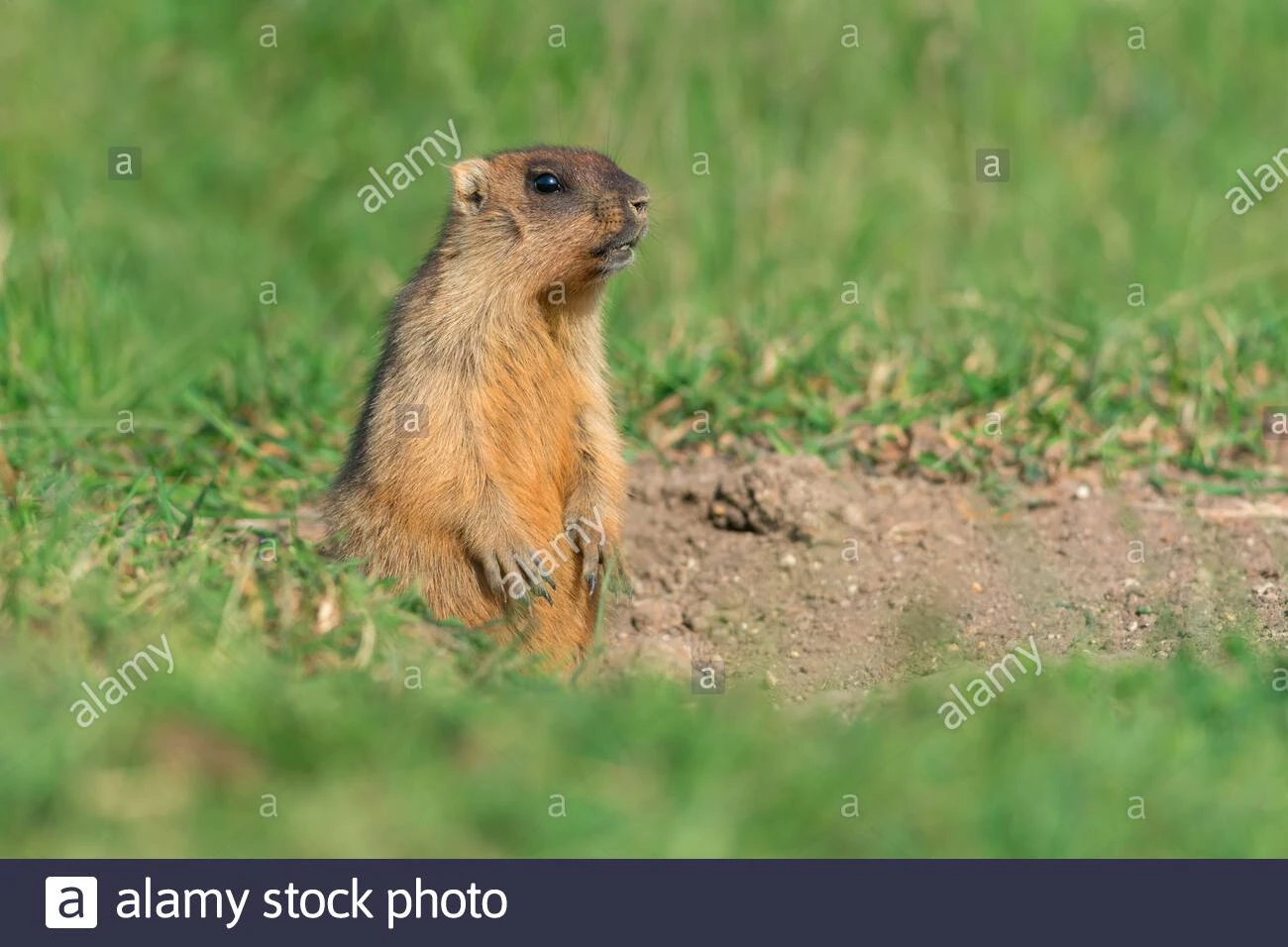 Злой сурок. Злой сурок. Мармот сурок. Длиннохвостый сурок. Punxsutawney phil.