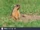 Bobak Marmot