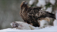 Wild Baltic (2018)