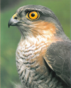 Eurasian sparrowhawk - Wikipedia