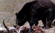 Yellowstone Cubs (1963)