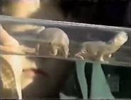 Zooventure (1997–2000)