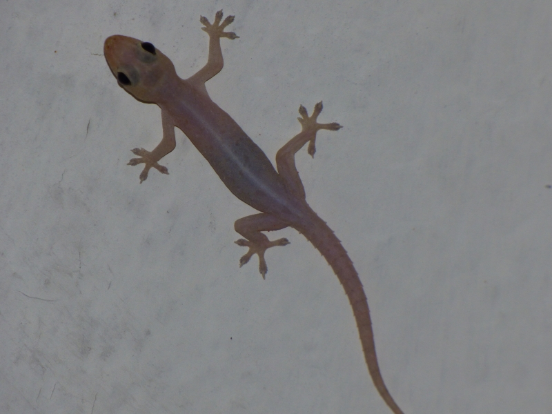 Common House Gecko | NatureRules1 Wiki | Fandom