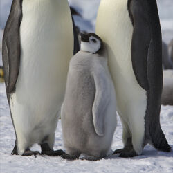 Category:Antarctic Animals | NatureRules1 Wiki | Fandom
