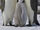 Emperor Penguin