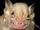 Little White-shouldered Bat