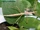 Annam Walking Stick