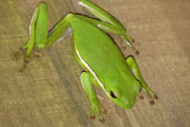 One of my fav little frogs of Costa Rica! Reticulated-glass Frog