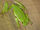 American Green Tree Frog