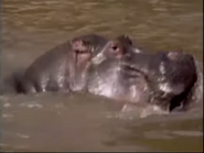 Kratts' Creatures (1996)