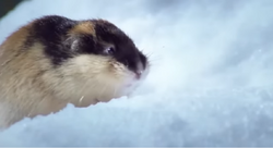 Norway Lemming, Wild Kratts Wiki