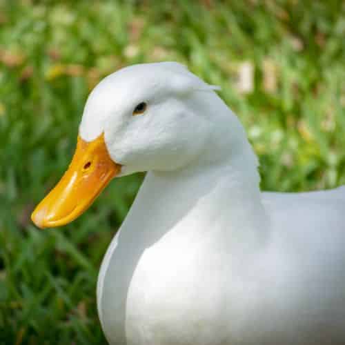 Pekin Duck Naturerules1 Wiki Fandom