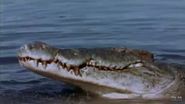 Rivers of Fire and Ice AKA African Safari (1968)