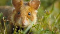 Campbell's Dwarf Hamster, NatureRules1 Wiki