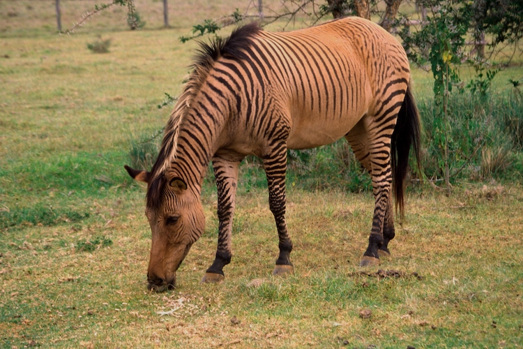 Zorse Zorse