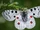 Apollo Butterfly
