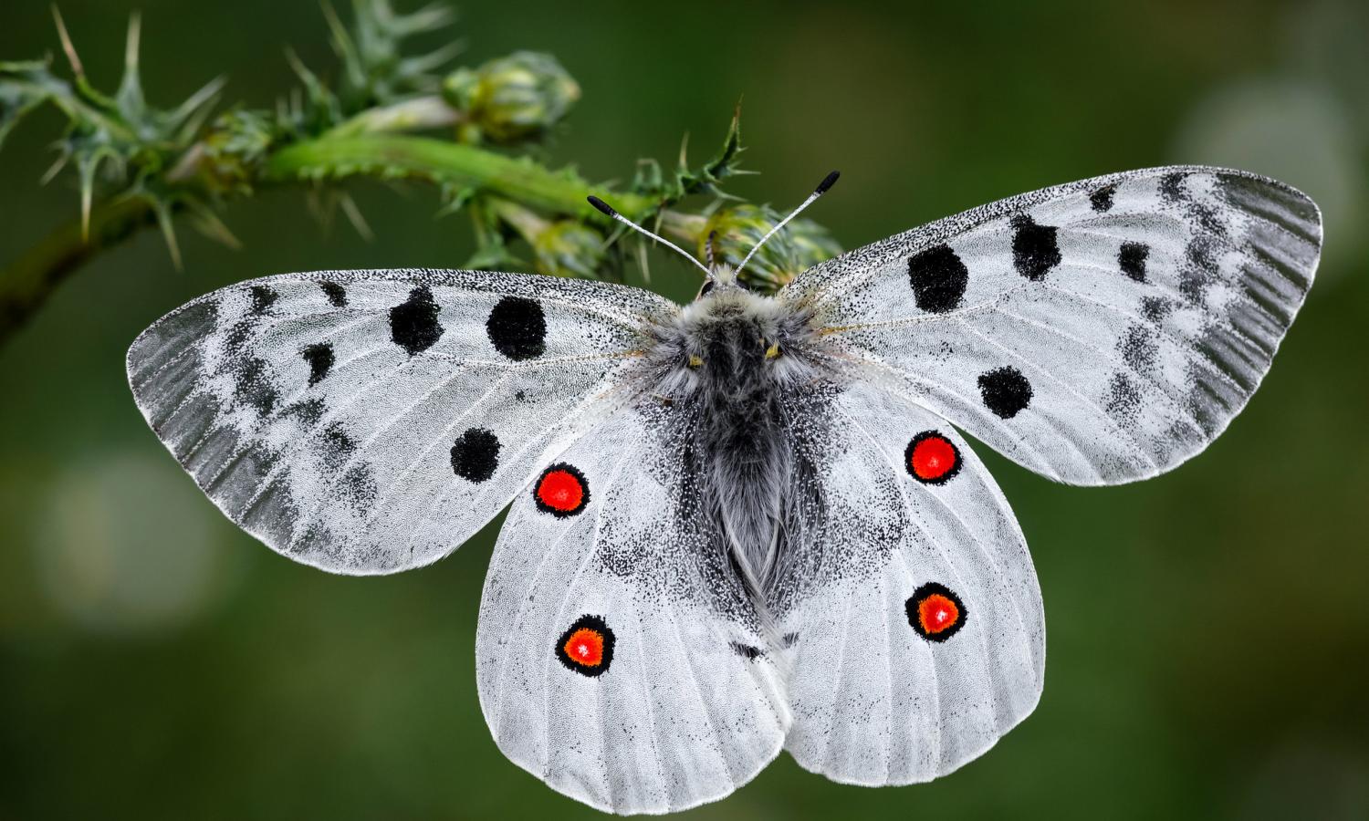 Apollo Butterfly, NatureRules1 Wiki