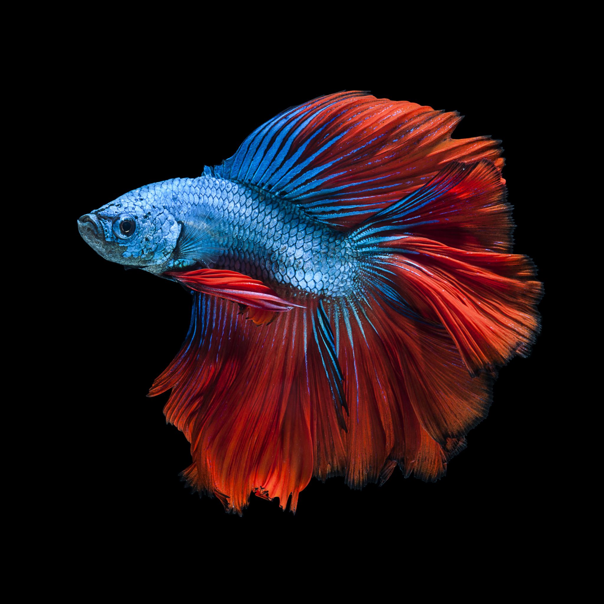 Betta (Siamese Fishing Fish): Fish Species Profile