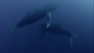 Big Pacific (2017)