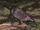 Asian House Shrew