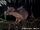 Sulawesi Palm Civet