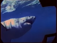 Eyewitness (1994-1997)