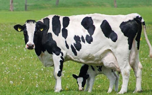 Ficheiro:R101 and cows.jpg – Wikipédia, a enciclopédia livre