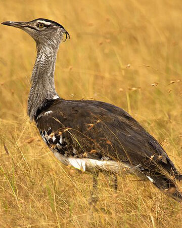 Kori Bustard Naturerules1 Wiki Fandom Kori Bustard Naturerules1 Wiki Fandom