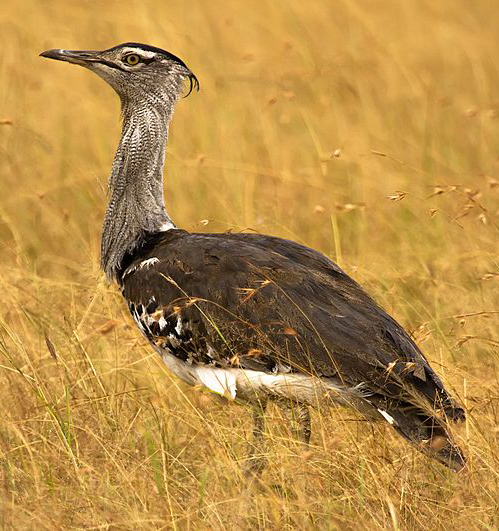 kori bustard flying