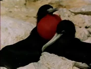 Love Birds (1986)