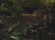 Really Wild Animals (1993-1998)